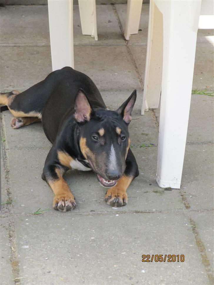 Bullterrier miniature Jersey billede 3