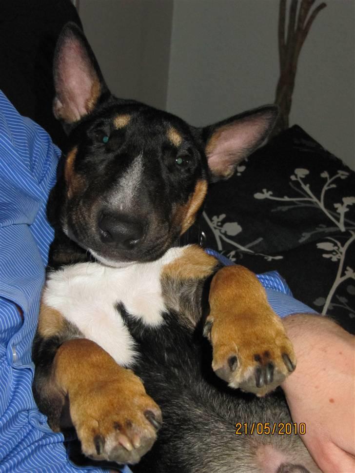 Bullterrier miniature Jersey billede 4