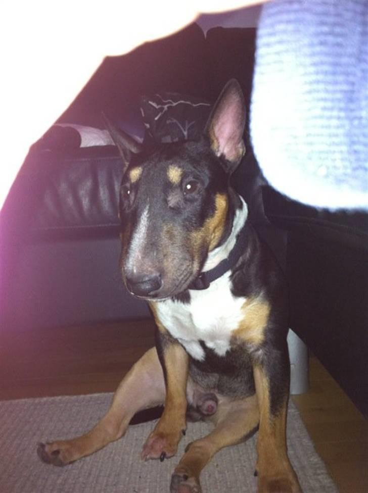 Bullterrier miniature Jersey billede 5