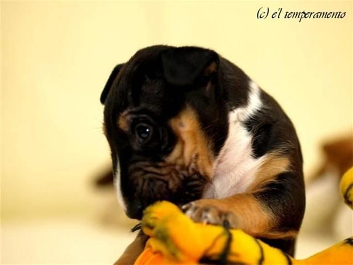 Bullterrier miniature Jersey billede 6