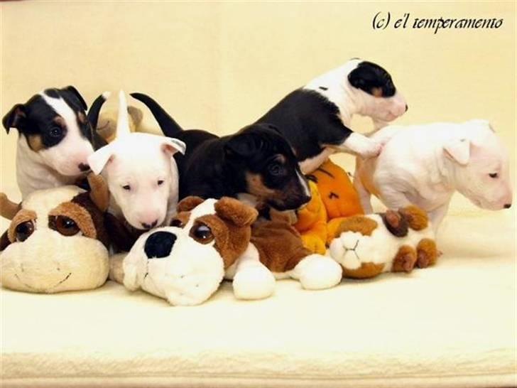 Bullterrier miniature Jersey billede 7