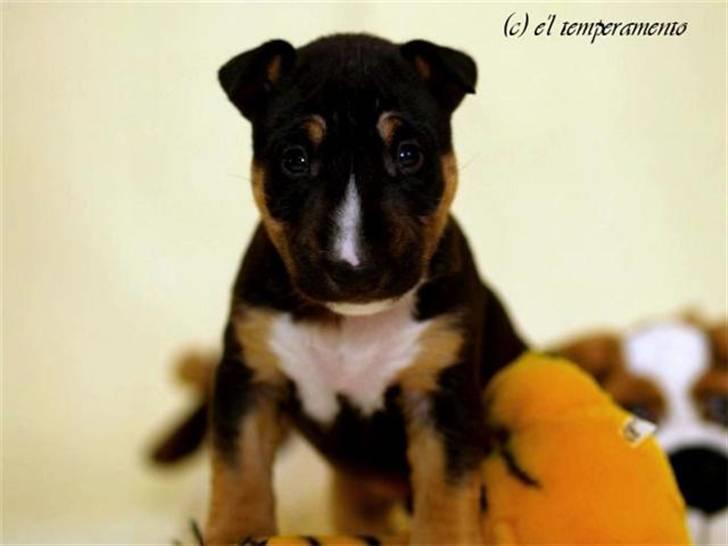 Bullterrier miniature Jersey billede 8