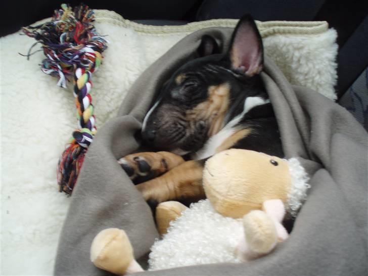 Bullterrier miniature Jersey billede 9