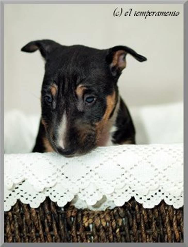 Bullterrier miniature Jersey billede 10