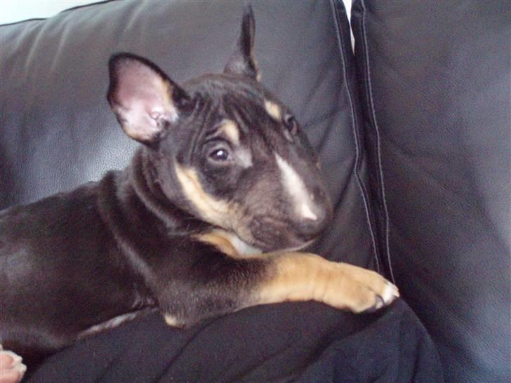 Bullterrier miniature Jersey billede 11