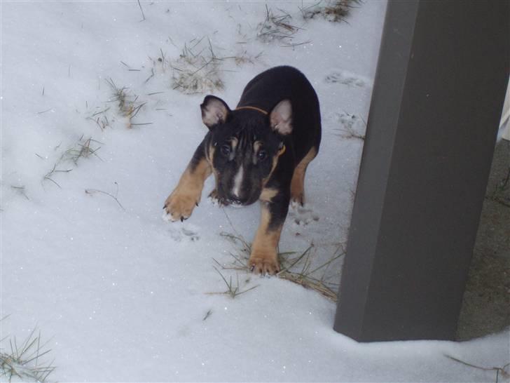 Bullterrier miniature Jersey billede 12