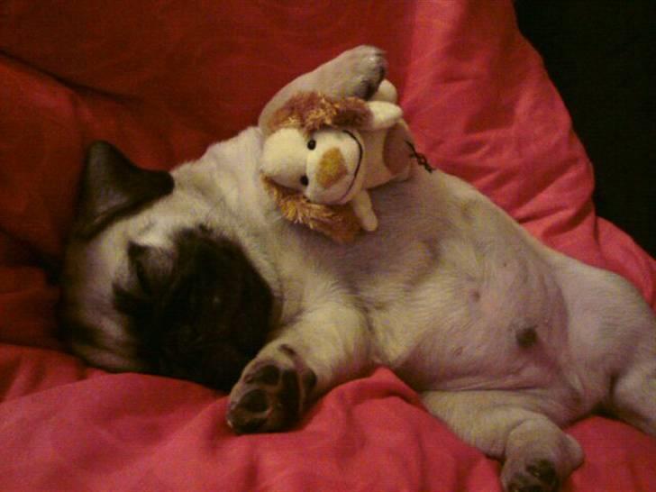 Blanding af racer Georg  - FÆDRIG for idag :) såå putter mig og min lille nye ven..  billede 1