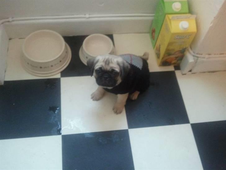 Blanding af racer Georg  - Skålen er jo tom!!?? :/ :) billede 3