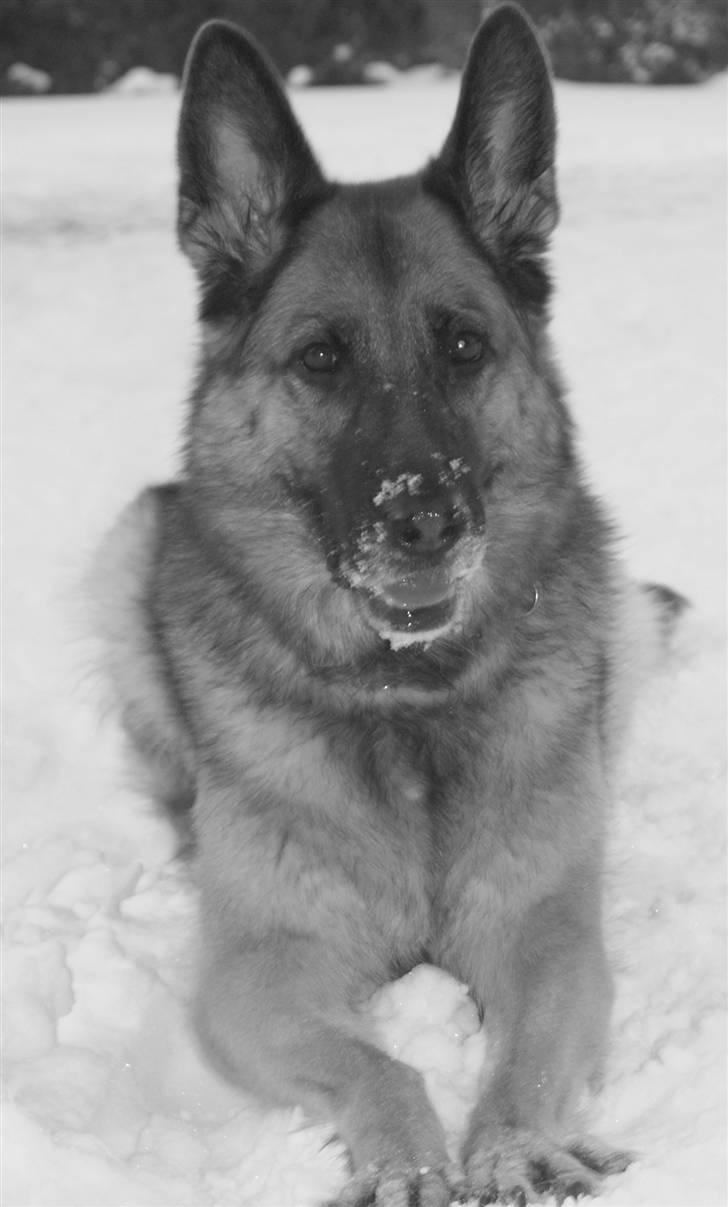 Schæferhund Zita (chefen) billede 12