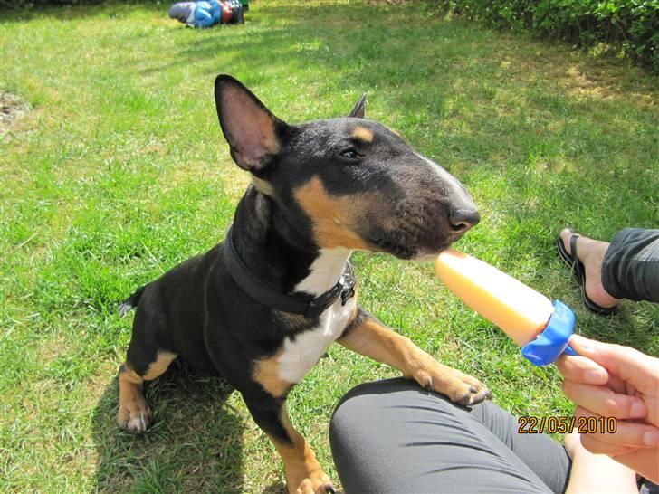 Bullterrier miniature Jersey billede 13