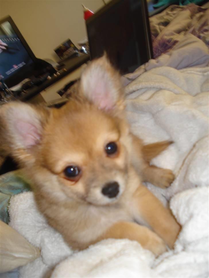 Blanding af racer Baliey billede 4