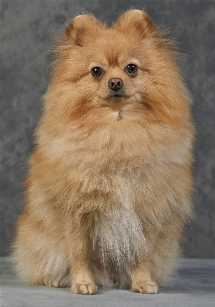 Pomeranian Svendsen - Tosa Foto billede 17