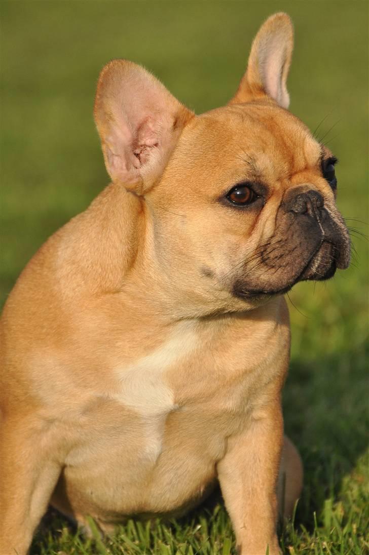 Fransk bulldog Freja billede 13