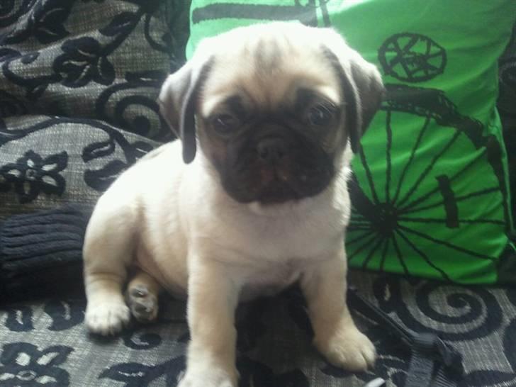 Blanding af racer Georg  - Klar på nye eventyr efter et solidt måltid mad :) billede 4