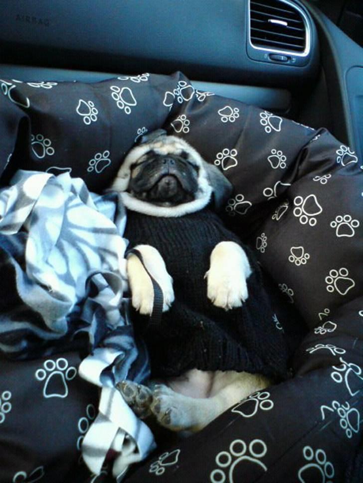 Blanding af racer Georg  billede 5