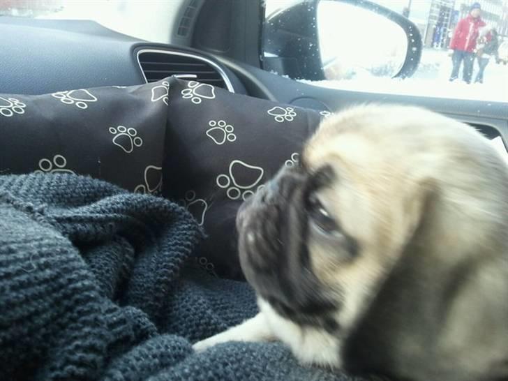 Blanding af racer Georg  billede 6