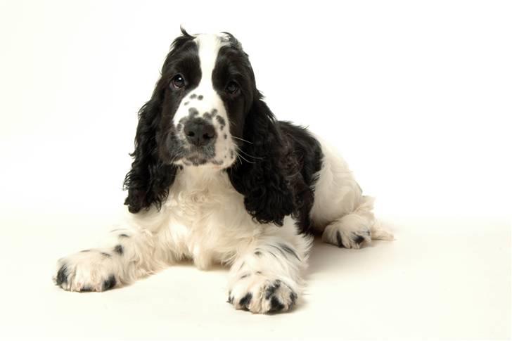 Cocker spaniel Komma - Komma 14 uger billede 1