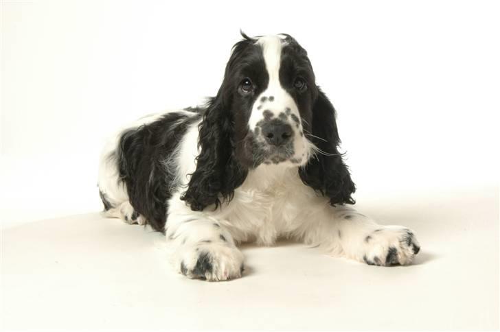 Cocker spaniel Komma - Komma 14 uger billede 2