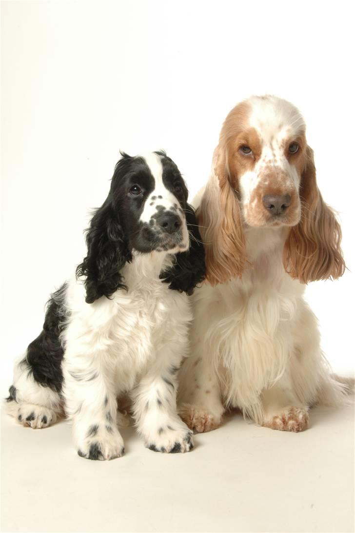 Cocker spaniel Komma - Cantiah´s Back For Good (Komma) & Cantiah´s A Night To Remember (Minus) billede 3