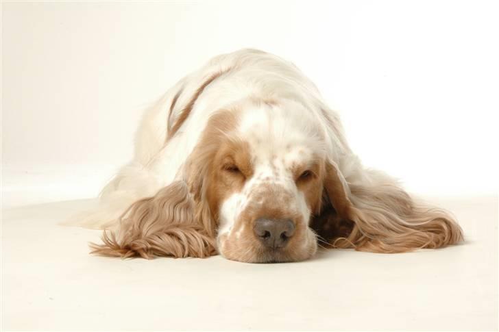 Cocker spaniel Minus billede 17