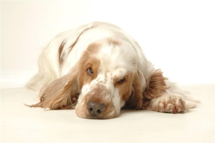 Cocker spaniel Minus billede 18