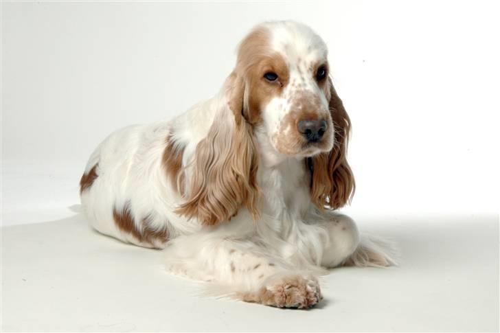 Cocker spaniel Minus billede 19