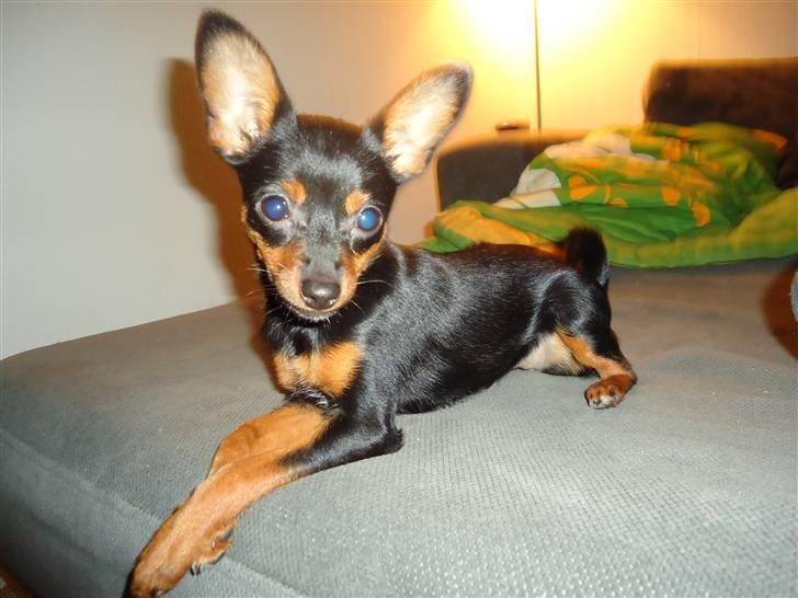 Blanding af racer Kia - 5 måneder billede 8