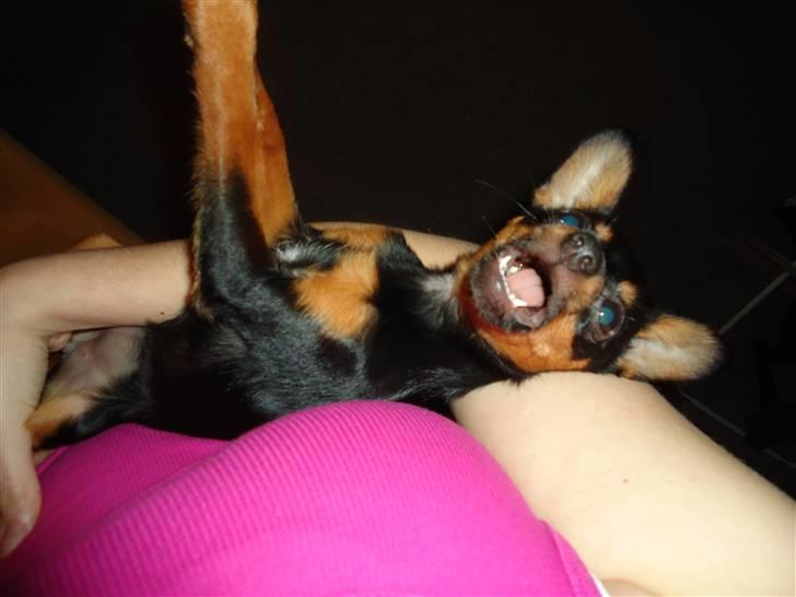 Blanding af racer Kia - 5 måneder FARLIG KAMPHUND ;)  billede 9