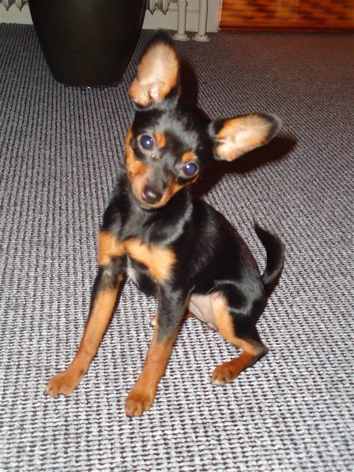 Blanding af racer Kia - 5 måneder billede 10