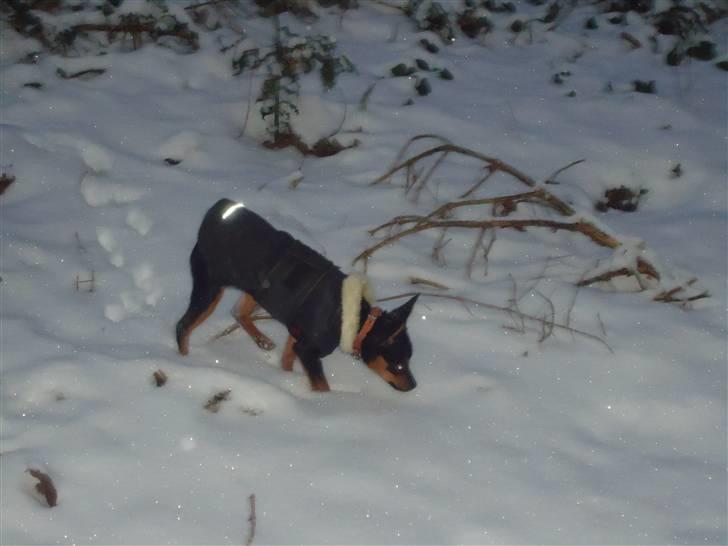 Blanding af racer Kia - 5 måneder, ude i sneen  billede 11