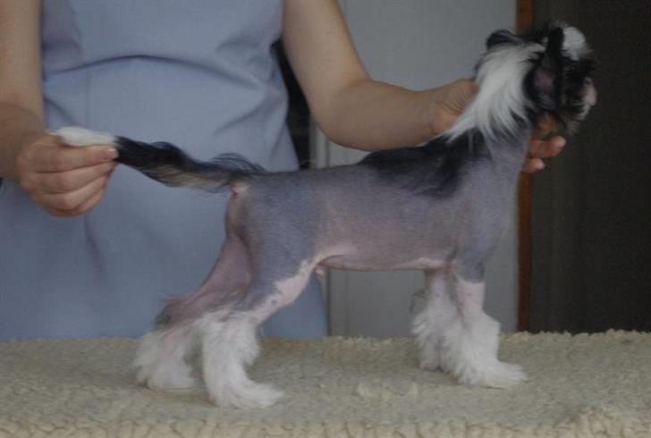 Chinese crested hårløs Secret Brawo Bis billede 2