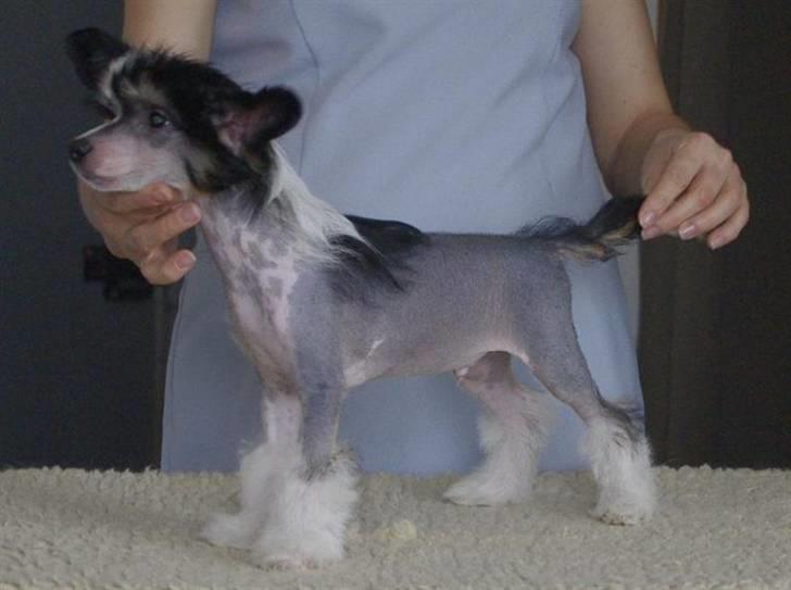 Chinese crested hårløs Secret Brawo Bis billede 3