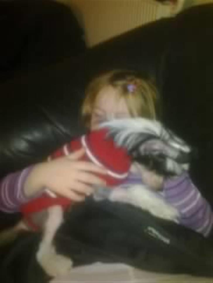 Chinese crested hårløs Secret Brawo Bis billede 4