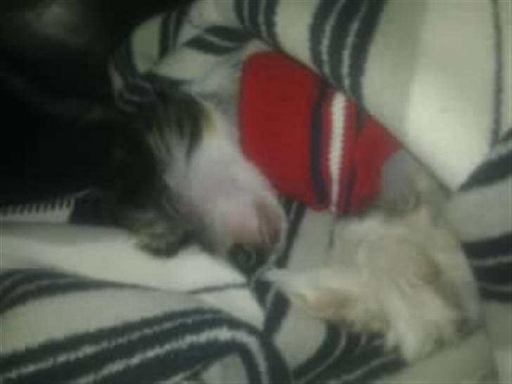 Chinese crested hårløs Secret Brawo Bis billede 5