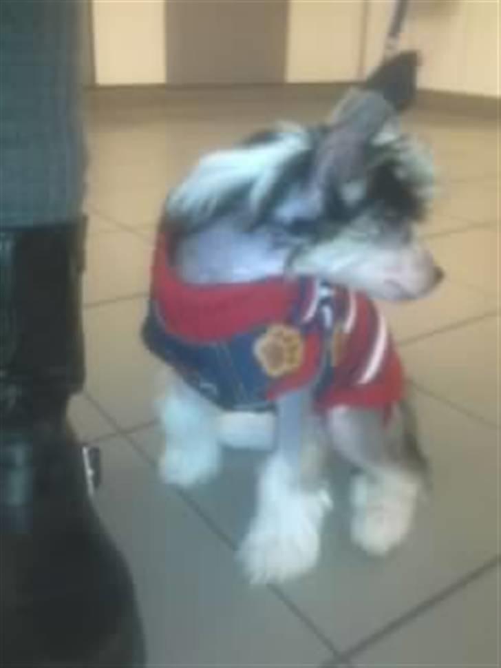 Chinese crested hårløs Secret Brawo Bis billede 6