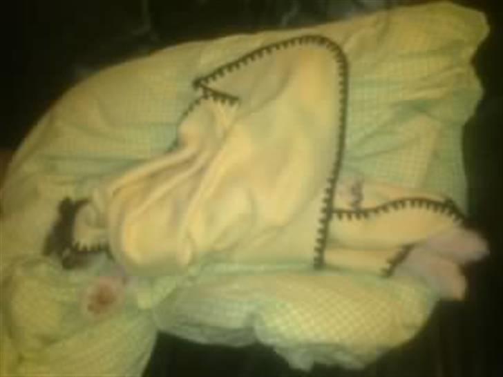 Chinese crested hårløs Secret Brawo Bis billede 7