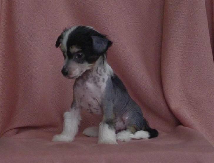 Chinese crested hårløs Secret Brawo Bis billede 8