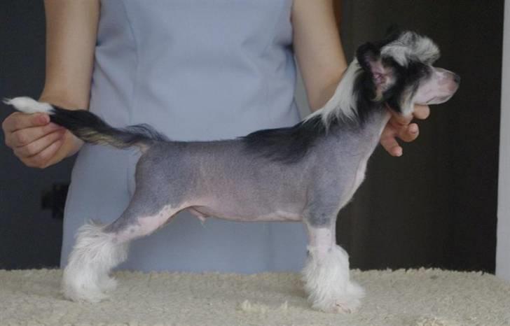 Chinese crested hårløs Secret Brawo Bis billede 9