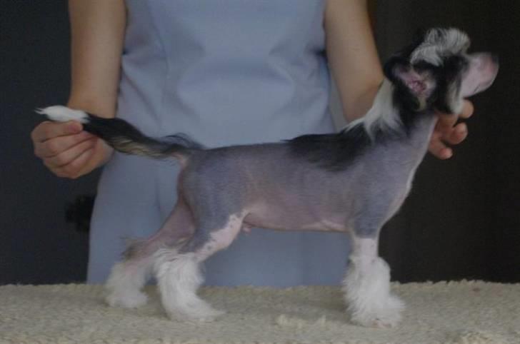 Chinese crested hårløs Secret Brawo Bis billede 10
