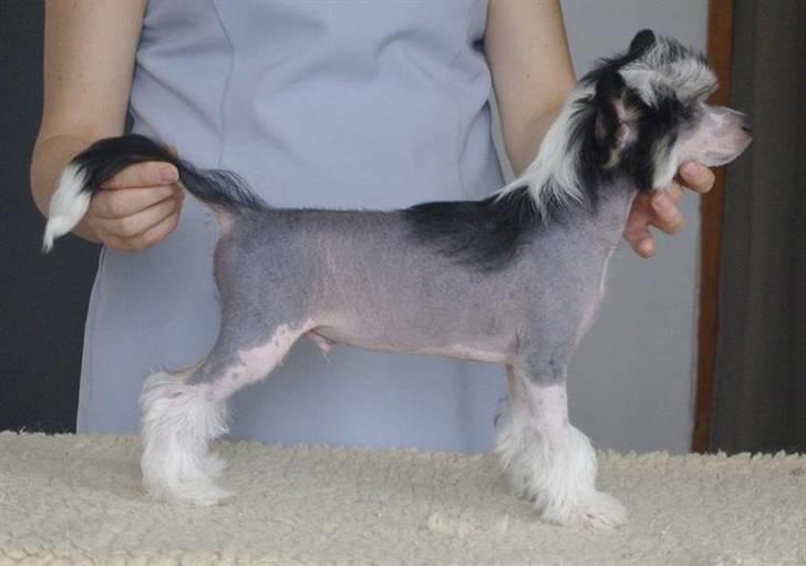 Chinese crested hårløs Secret Brawo Bis billede 11