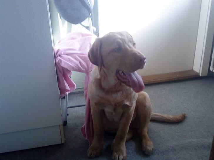 Labrador retriever Basse :) - Et af de første billeder der blev taget billede 2