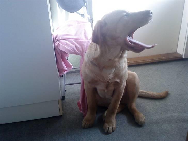 Labrador retriever Basse :) - ;) billede 3