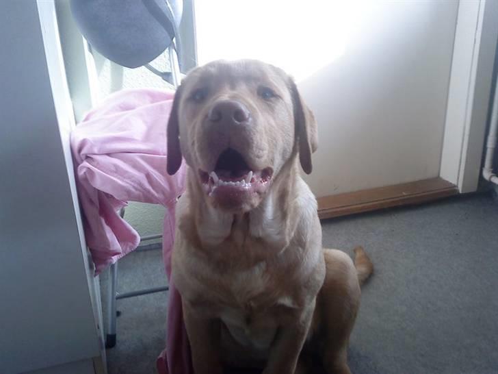 Labrador retriever Basse :) - "Hva så?!" :D billede 5