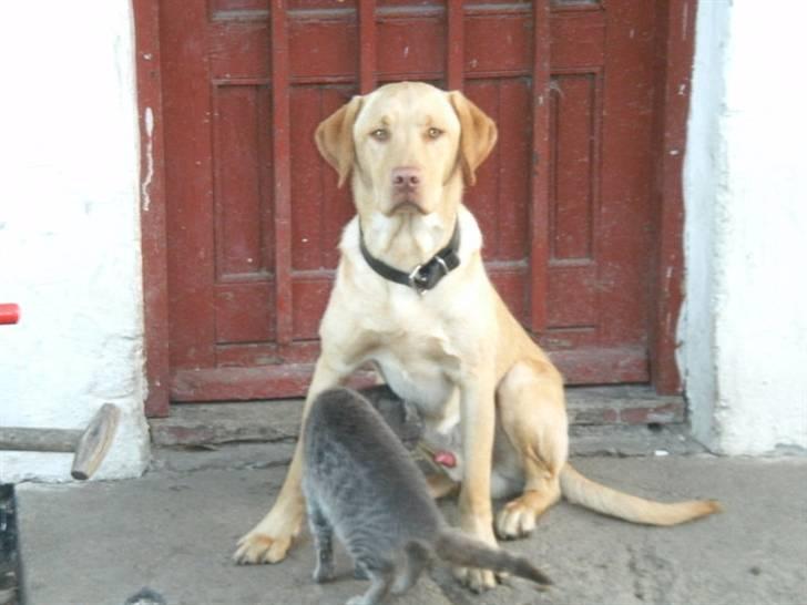 Labrador retriever Basse :) - Ja, Basse elsker Mis, hvis i forstår :D billede 6