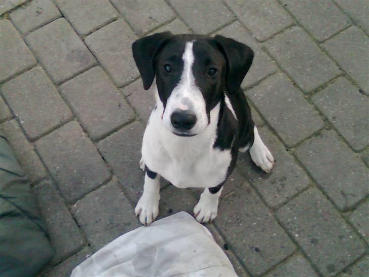 Blanding af racer Nero billede 1