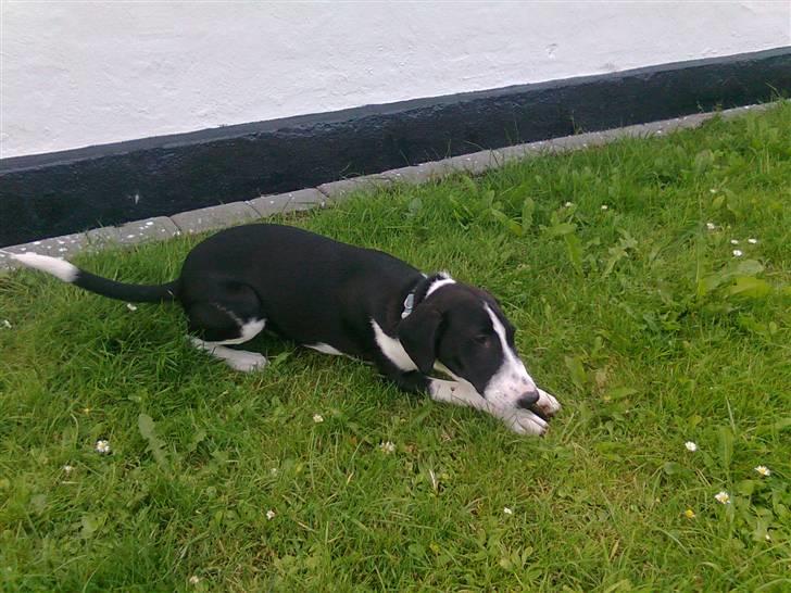 Blanding af racer Nero billede 3