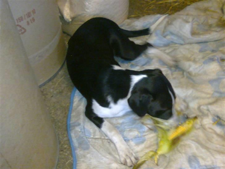 Blanding af racer Nero billede 4