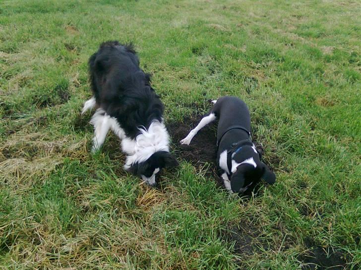 Blanding af racer Nero billede 5