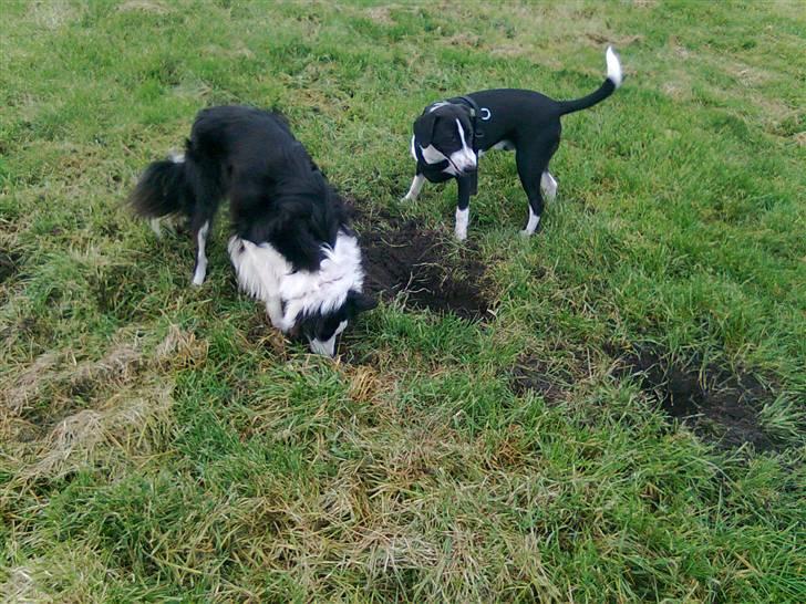 Blanding af racer Nero billede 7