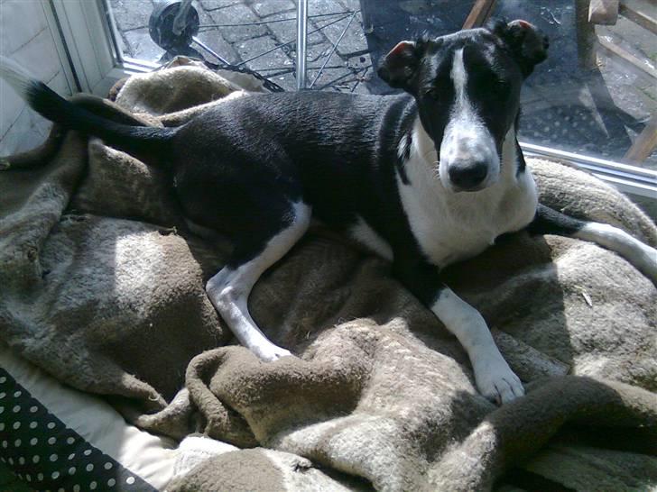 Blanding af racer Nero billede 8